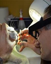 Dr David Boersma Sandy Bay Holistic Veterinary Care Sandy Bay