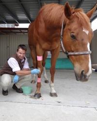 Dr David  Clemence The Animal Doctors @ Pakenham Pakenham