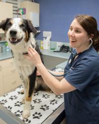 Dr Jill  Beasley Western Suburbs Veterinary Clinic Kirwan
