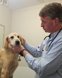 Dr Murray  Collings Middle Brighton Veterinary Centre Brighton